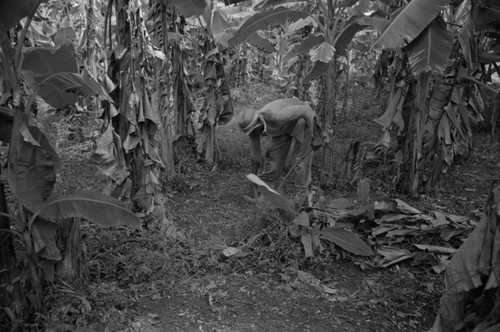 Man using a machete in a field, San Basilio de Palenque, 1976
