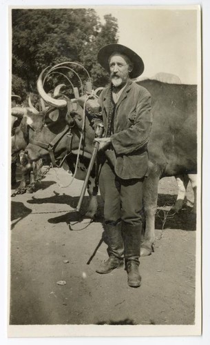 Armed man with oxen behind him