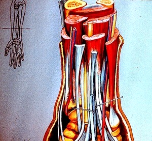 Color illustration of right lower forearm and wrist, anterior (palmar) view, showing nerves, bones, tendons, muscles, veins and arteries