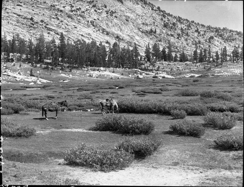 Meadow studies, Granite Basin Meadow, permanent meadow photo plot study. Misc. Meadows, Stock Use