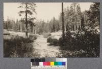 The south fork of the Stanislaus River at Strawberry, looking up stream. Elevation 5240'. The timber is Yellow pine, Sugar pine, white fir, and cedar. E. Fritz, June, 1925
