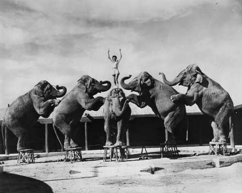 Circus elephants