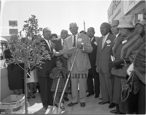 Tree planting, Los Angeles, 1964