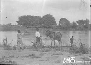 Men with mule on the bank of the Great Usutu, Makulane, Mozambique, ca. 1896-1911