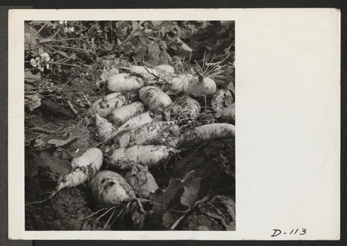 A view of turnips lying in the field where evacuee farmers have placed them for the pickup crews. This photograph shows the tremendous size of these quick grown turnips. Photographer: Stewart, Francis Newell, California