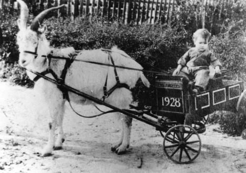 Child in goat cart
