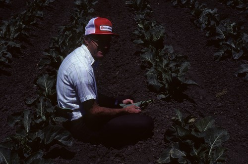 Art Greathead, Monterey County Farm advisor, in broccoli field (clubroot plot) in Salinas Valley