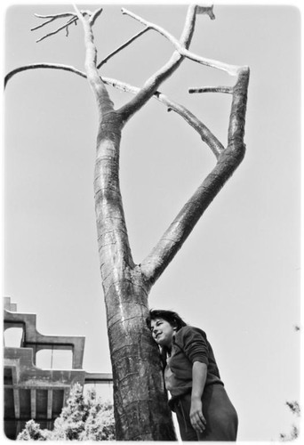 Silent Tree sculpture in front of Geisel Library entrance