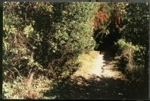 Pathway from Ethel to Mirabel, date unknown