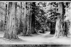 Armstrong Woods, about 1930