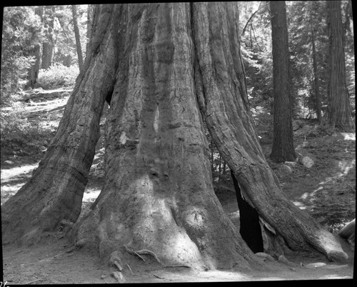 Misc. Named Giant Sequoias, Tennessee Tree