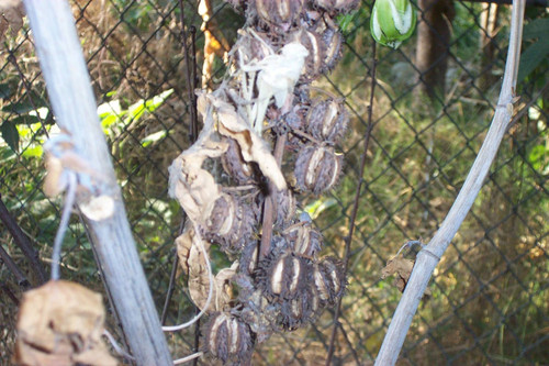 Close view of dry fruit on tree