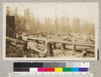 4.3241. Raising a high Pole. Pacific Lumber Company, Freshwater, California. Stamm - 1923