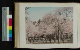 Photograph of blossoming cherry trees in Ueno Park, Tokyo