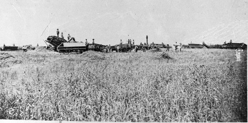 Wheat harvest, Sutter County