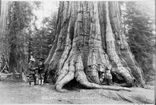 California Tree, Individuals unidentified