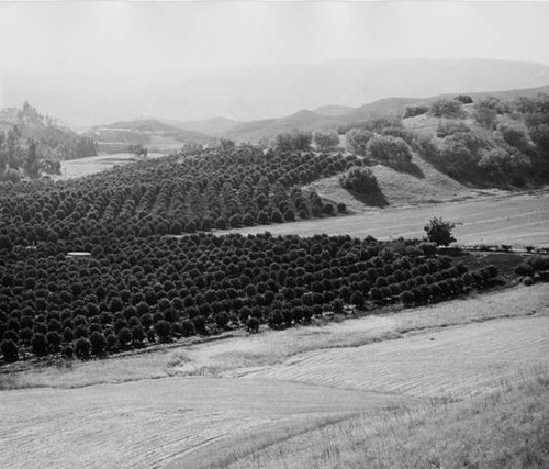 Citrus orchards, circa 1935-1945