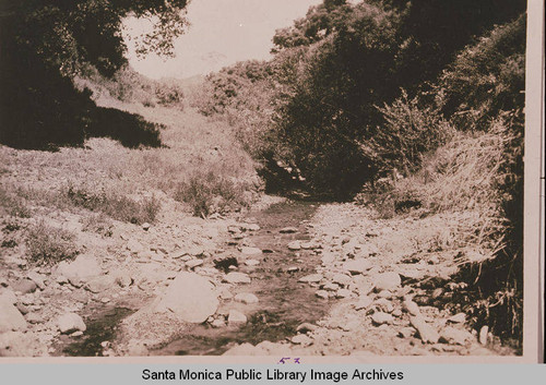 Upper Temescal Canyon stream showing an example of riparian habitat, thick with chaparral and sycamores