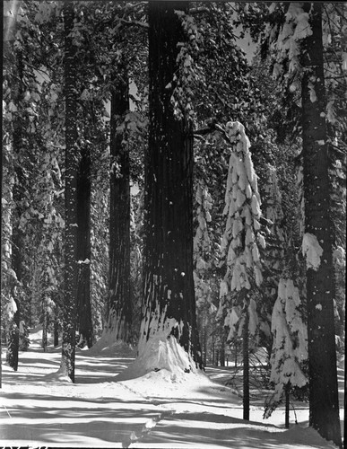 Winter Scene, Giant Sequoia in winter