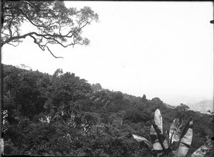 Banana trees in the forest near Lemana, Limpopo, South Africa, ca. 1906-1907