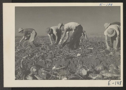 Former Los Angeles residents who have volunteered to help save the sugar beet crop in Colorado are here pulling a row of beets for topping in a field near Milliken, Colorado. Photographer: Parker, Tom Milliken, Colorado