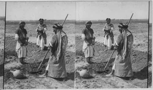 Primitive method of tilling the soil. Mesopotamia