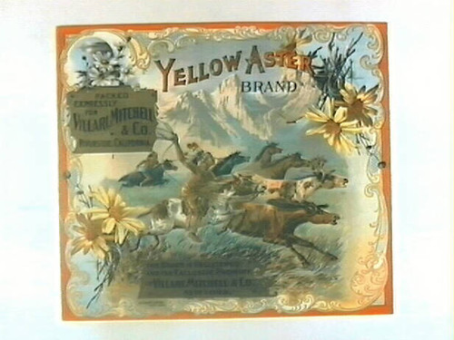 Yellow Aster Brand