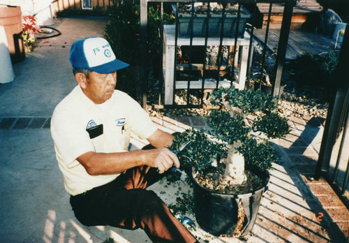 Frank Sakahara Trimming Bonsai [graphic]