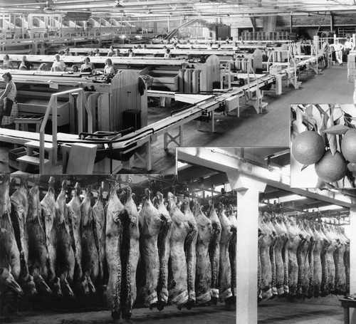 Composite Picture of Orange Packing House, Oranges, and Meat Packing House [graphic]