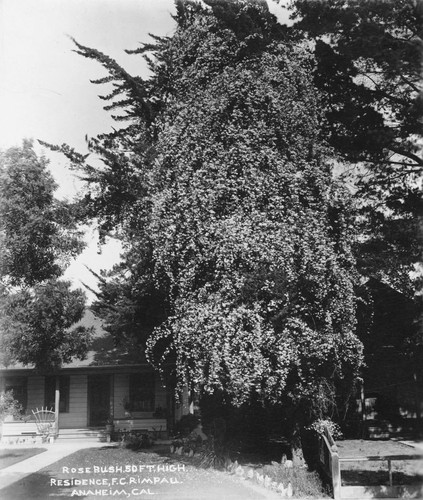 Rosebush 50 Feet High, Fred C. Rimpau Residence, Anaheim. [graphic]