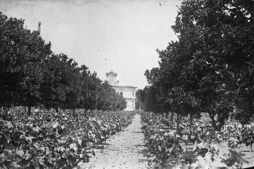 Langenberger's Vineyard and Orange Grove