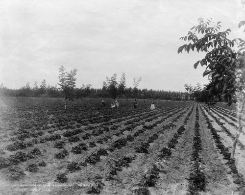 Strawberry Field [graphic]