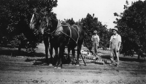 Henry Ramm Ranch, Anaheim [graphic]