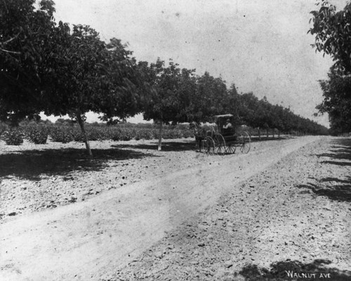 Walnut Avenue, Anaheim [graphic]