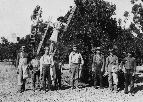 Picking Oranges in Rimpau Grove, Anaheim [graphic]