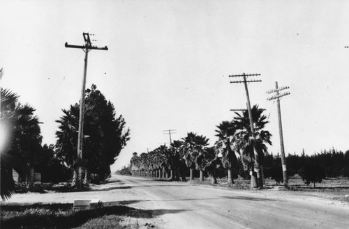 Telephone Poles [graphic]