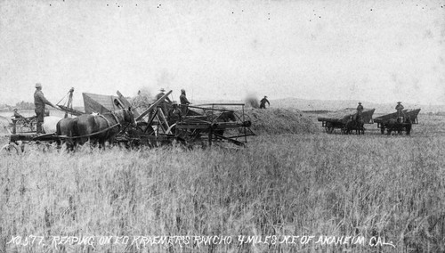 Reaping Grain on Ed Kraemer's Rancho Near Anaheim [graphic]