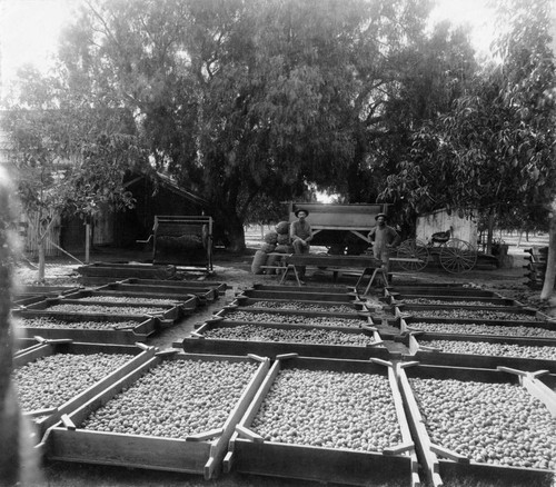 Drying Walnuts [graphic]