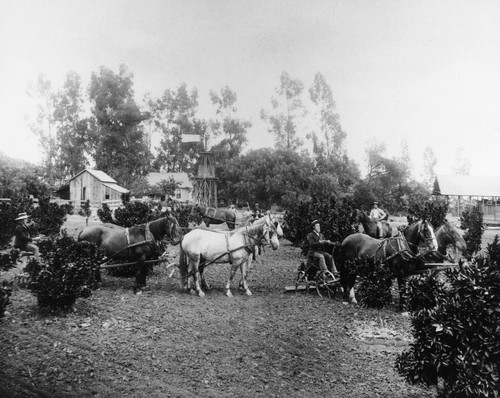 Littlefield or Chapman Ranch, Anaheim [graphic]