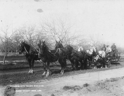 Anaheim City Teams of Horses Used for Public Works. [graphic]