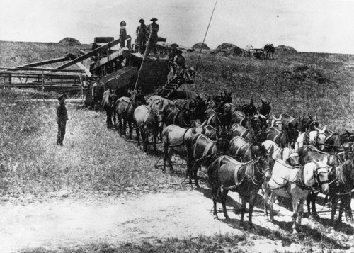 Harvesting Grain on Irvine Ranch [graphic]