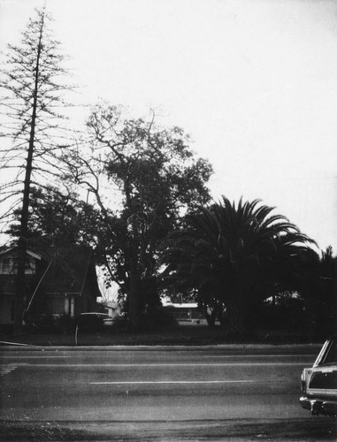 First Avocado Tree on Ball Road, Anaheim. [graphic]