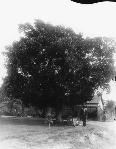 Rubber Tree, Tim Carroll's Ranch, Anaheim. [graphic]