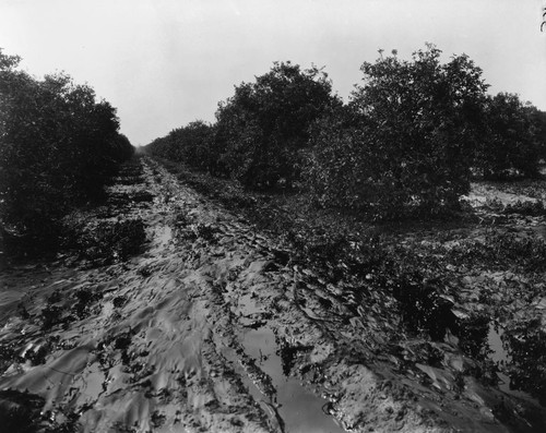 Oil Flowing through the Orange Groves, Anaheim [graphic]