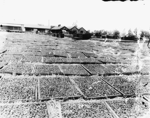 Apricots Drying, Anaheim [graphic]