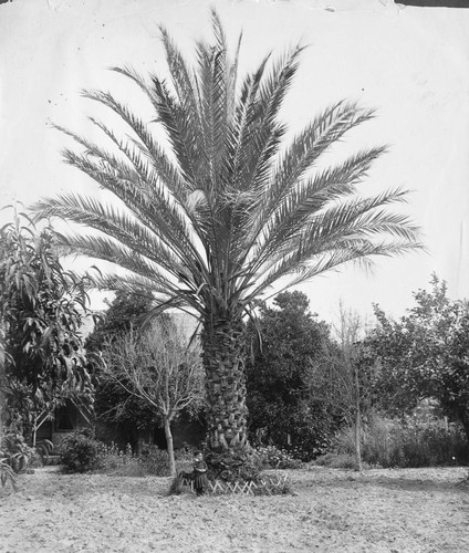 Palm Tree Located at Center and Los Angeles Streets, Anaheim. [graphic]