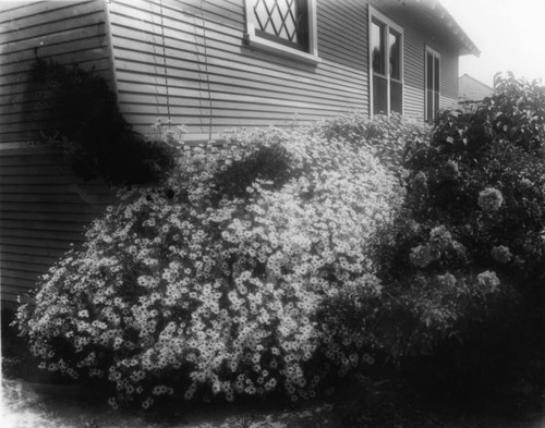 Judge James S. Howard Residence, Shasta Daisies, Anaheim. [graphic]