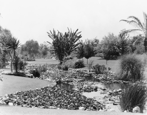 Anaheim City Park, Lily Ponds. [graphic]