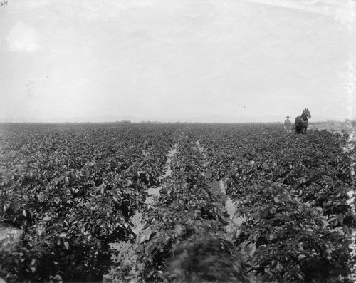 Potato Field [graphic]