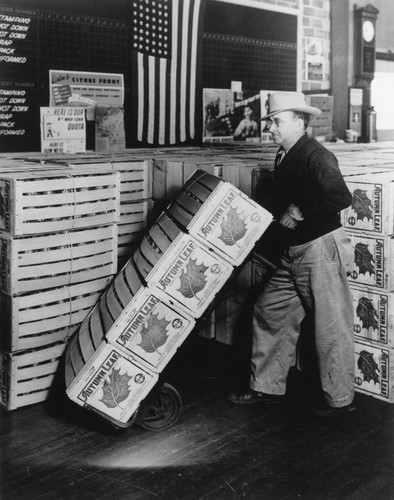 Charles Reynolds moving orange crates at the Anaheim Cooperative Orange Association [graphic]